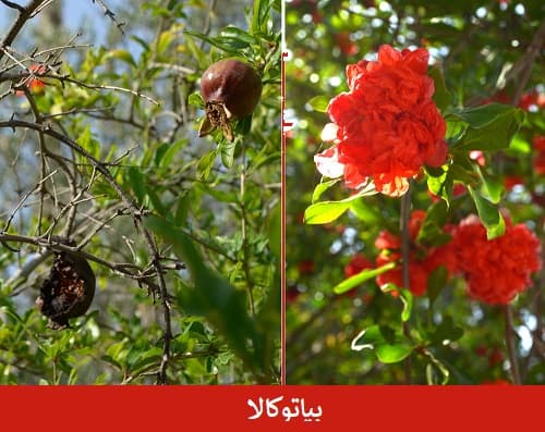 هرس درخت انار